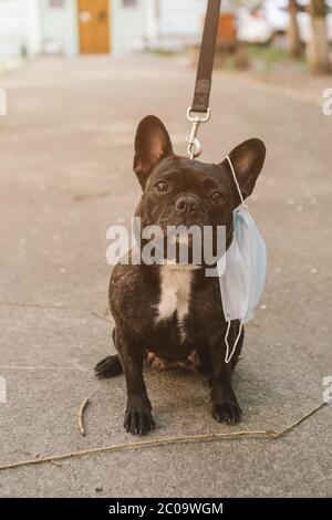 Download Adorable French Bulldog With Protective Mask Hanging Over One Ear On A White Background Protective Virus Mask Stock Photo Alamy PSD Mockup Templates