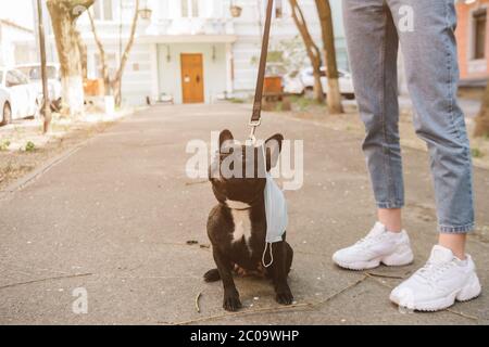 Download Adorable French Bulldog With Protective Mask Hanging Over One Ear On A White Background Protective Virus Mask Stock Photo Alamy PSD Mockup Templates