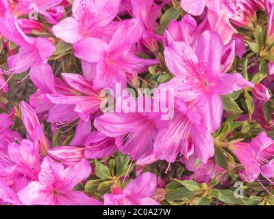 flowers japanese azalea or rhododendron japonica close up view with sunlight Stock Photo
