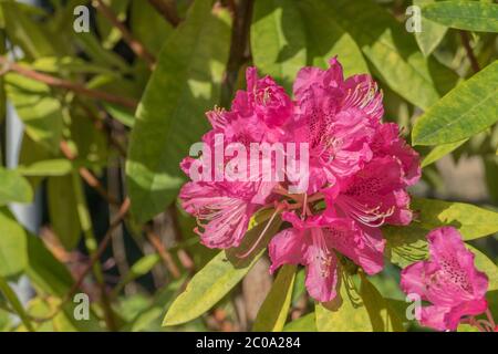 close up view flowers rhododendron japonicum azalea plant with sun light Stock Photo