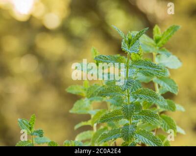Mentha spicata or spearmint plant view closeup with daylight Stock Photo