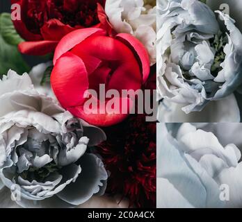 collage of red and blue peonies on black background Stock Photo