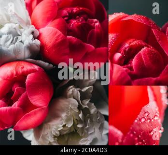 collage of red and blue peonies with drops on black background Stock Photo