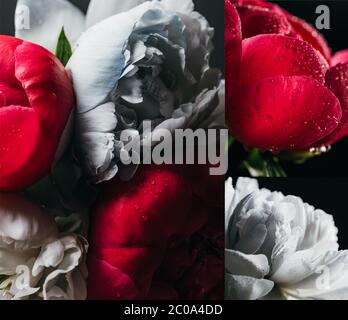 collage of red and blue peonies with drops on black background Stock Photo