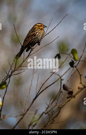 Female red-winged blackbird resting Stock Photo