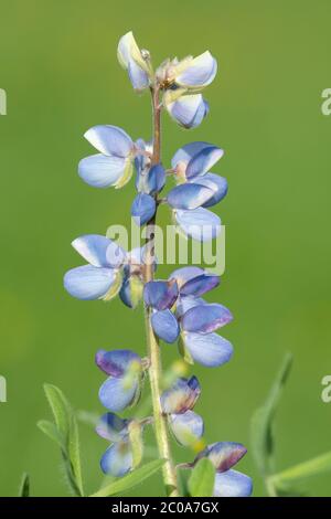 Close up of a wild lupine (lupinus perennis) flower with a green background. Stock Photo