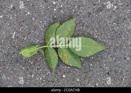 These are leaves from a pink rose bush, Rosa Forrestiana, with rust Stock Photo