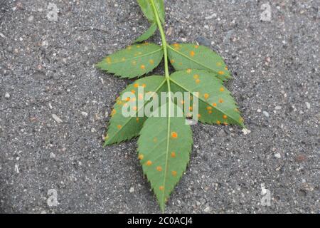 These are leaves from a pink rose bush, Rosa Forrestiana, with rust Stock Photo