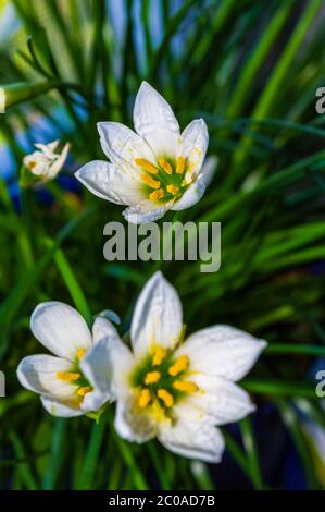 decorative white flower rain lily Zephyranthes grandiflora Stock Photo