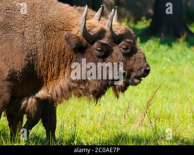 Two european wood bisons (wisent or Bison bonasus) in Bialowieza forest Stock Photo