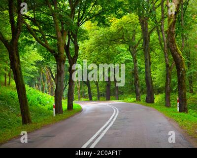 Asphalt road with with double white line and green tree alley Stock Photo