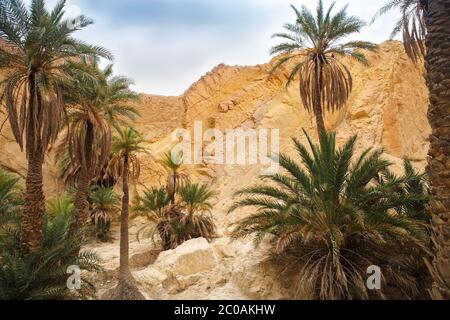 View of mountain oasis Chebika, Sahara desert, Tunisia Stock Photo