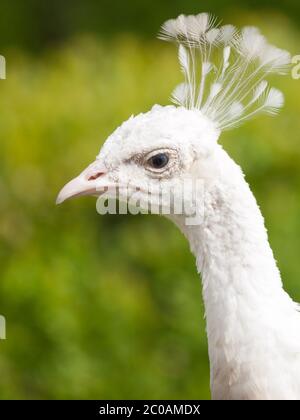 Detailed view of white Indian peacock's head on green park bokeh background Stock Photo
