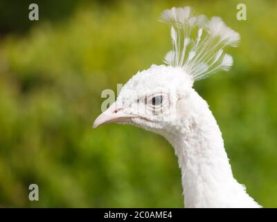 Detailed view of white Indian peacock's head on green park bokeh background Stock Photo