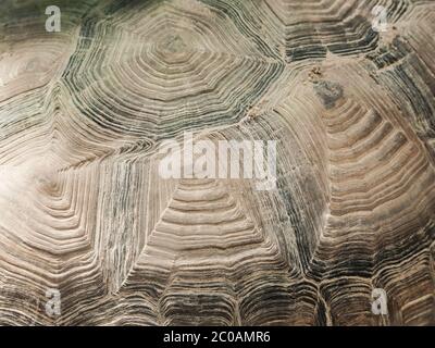 Turtle shell close-up texture. Abystract natural shapes. Stock Photo