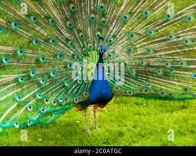 Portrait of beautiful peacock with colorful feathers fanned out Stock Photo