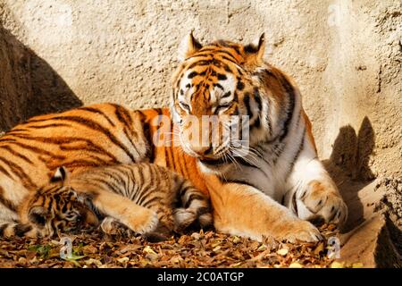 The tiger mum in the zoo with her tiger cub - sunny photo Stock Photo