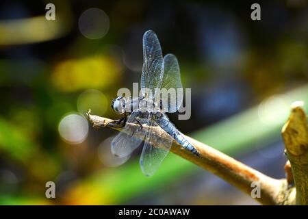 Dragonfly (Libellula depressa) close-up sitting on Stock Photo