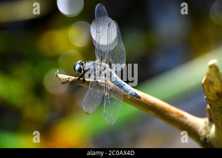 Dragonfly (Libellula depressa) close-up sitting on Stock Photo