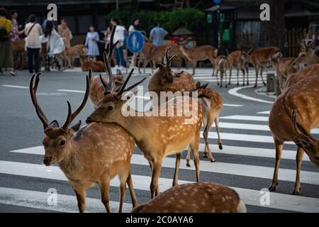 Cute sika deers crossing a street around Temples area in Nara Park - Nara Prefecture, Japan. Stock Photo