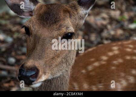 Cute sika deers crossing a street around Temples area in Nara Park - Nara Prefecture, Japan. Stock Photo