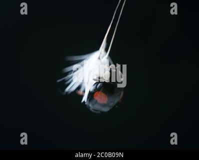Harlequin ladybird, Harmonia axyridis, or Asian ladybird close-up on a white fluffy dandelion against black background. Stock Photo