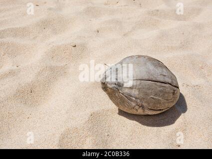 Dry coconut on a sandy beach Stock Photo