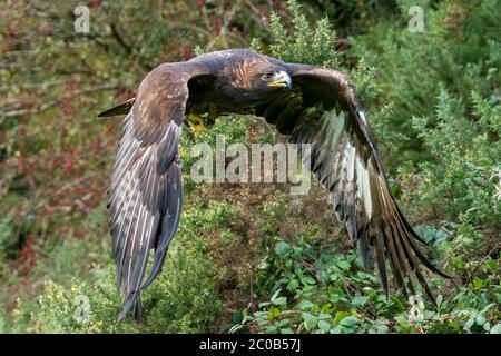 Golden Eagle (Aquila chrysaetos) flying and swooping in flight stock photo Stock Photo