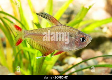 different tetra fish