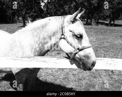 Portrait of white Lipizzaner stallion, Lipica, Slovenia, black and white image Stock Photo
