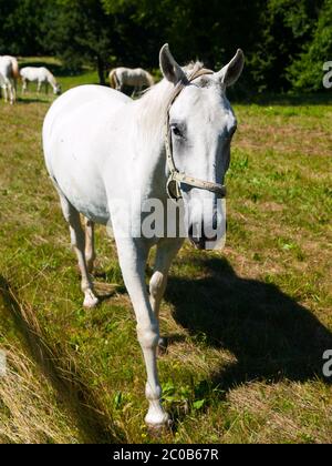 Portrait of white Lipizzaner stallion, Lipica, Slovenia Stock Photo