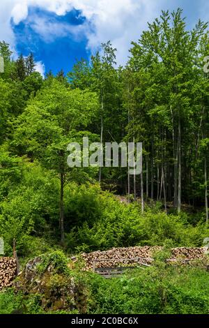 Deciduous Forest With Pile Of Wood Logs As Renewable Resource In Austria Stock Photo