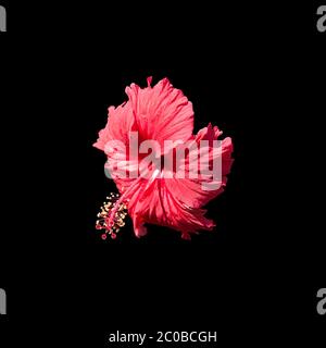Carmine red hibiscus flower Stock Photo
