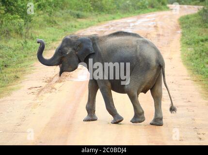 young elephant crossing road Stock Photo