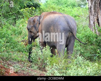 indian elephant in jungle Stock Photo