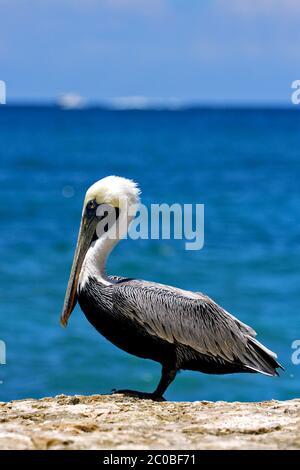 side of little white black pelican Stock Photo