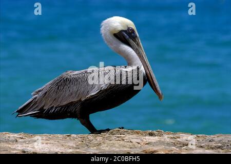 white black pelican whit black eye Stock Photo