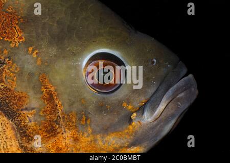 Head of a oscar fish Stock Photo