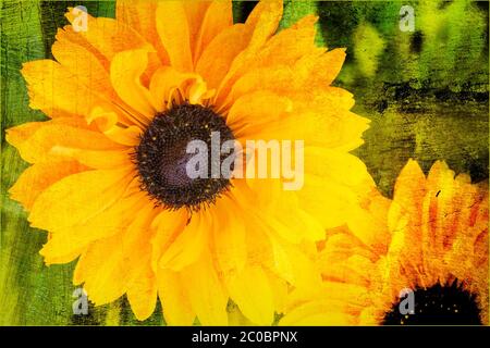Rudbeckia Hirta 'Goldilocks' flower plant with a watercolor multi colored texture effect background Stock Photo