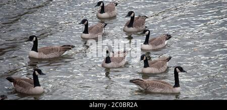 Gaggle of Canadian Geese On The Water Stock Photo