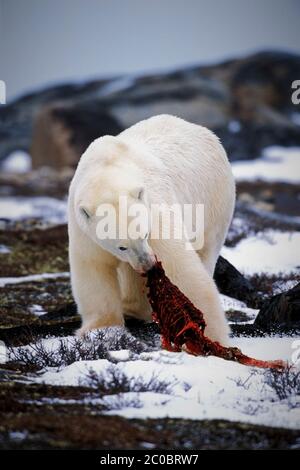 Large Polar Bear in arctic tundra feeding on seal carcass,northern Manitoba, Canada Stock Photo