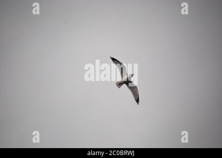 A Lone Seagull In The Sky Wings Spread Background Copy Space Stock Photo