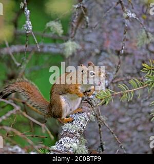 Young Red Squirrel sitting on tree branch, calling Stock Photo