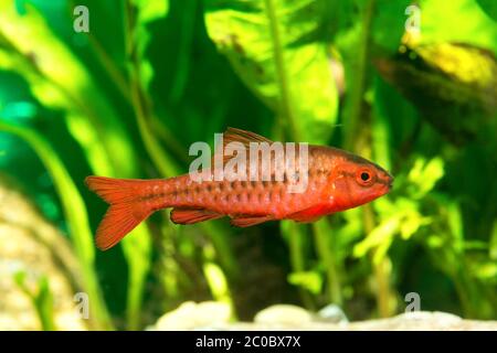 Barb fish Stock Photo