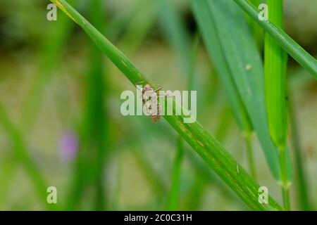 Dragonfly larva Stock Photo