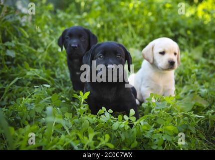 Group of adorable golden retriever puppies in the yard Stock Photo