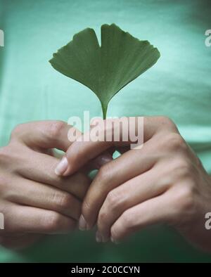 Woman holding Ginkgo biloba leaf in her hands Stock Photo