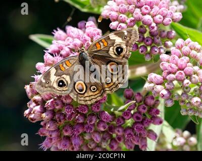 A Common Buckeye Butterfly resting on flowers. Stock Photo