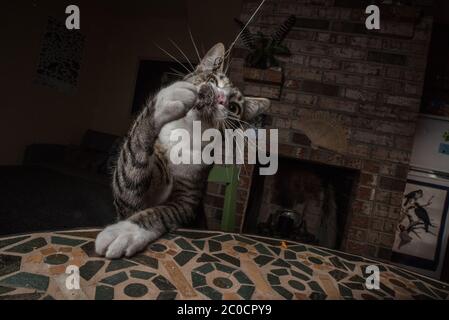 A pet cat plays with a  mouse toy on a string. Stock Photo