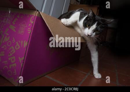 A cat climbs out of a box Stock Photo